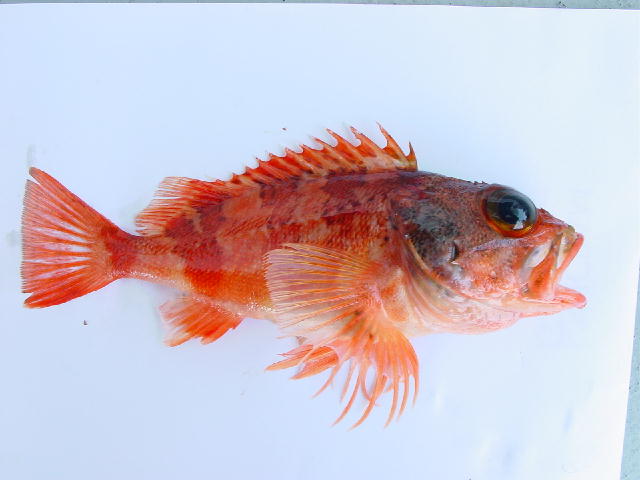 Helicolenus dactylopterus_1.jpg